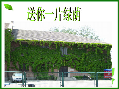西南师大版五年级语文下册《五单元  18 送你一片绿荫》课件_11