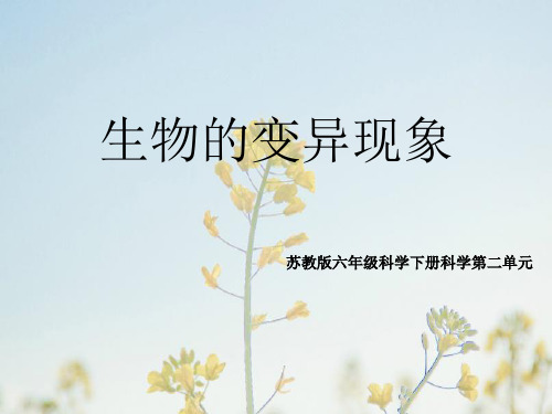 六年级下册科学_生物的变异现象苏教版(23张)精品课件