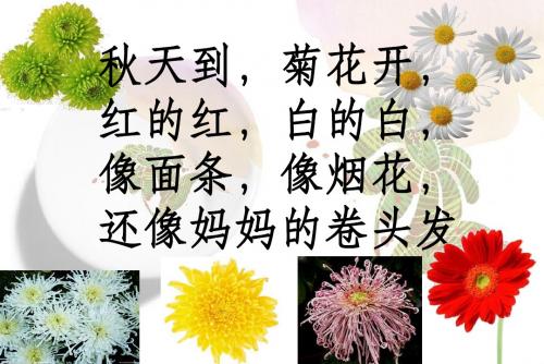 课文8《看菊花》