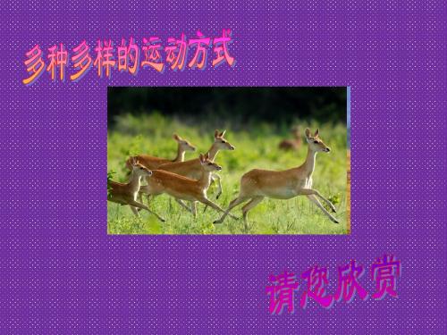 《动物的运动》课件2(18页)(济南版七年级上)