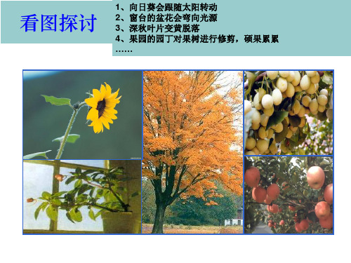 1-1植物激素调节PPT课件