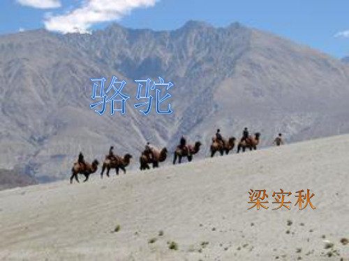 骆驼 ppt