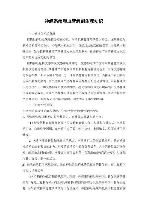 神经系统解剖生理知识