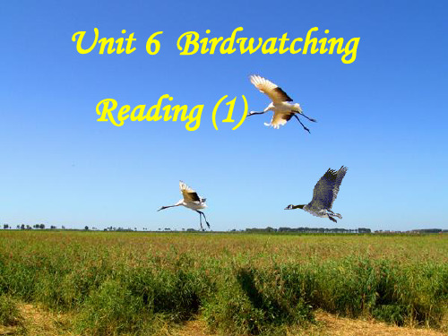 牛津译林英语八年级上册 Unit 6 Bird watching Reading one课件