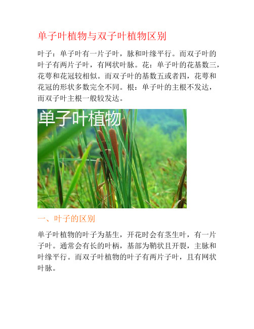 单子叶植物与双子叶植物区别