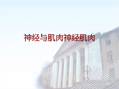 神经与肌肉神经肌肉PPT课件
