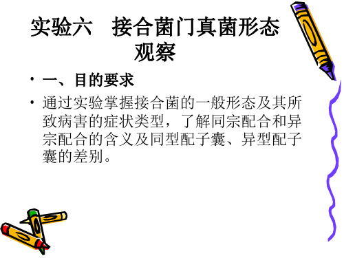 实验六 接合菌门真菌形态观察