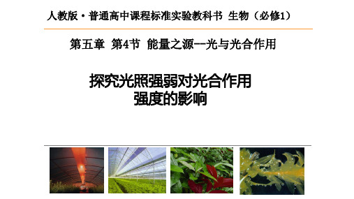 人教版必修1生物：5.4能量之源——光与光合作用课件