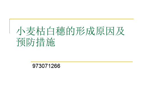 小麦枯白穗的形成原因及预防措施 演示文稿
