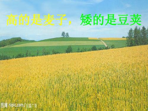 语文六年上册第五板块《高的是麦子_矮的是豆荚》第二课时