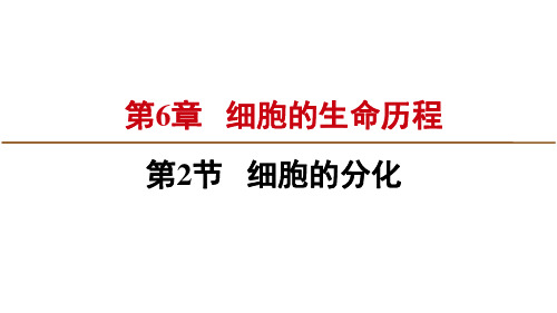 6.2 细胞的分化课件2021-2022学年高一上学期生物人教版必修一