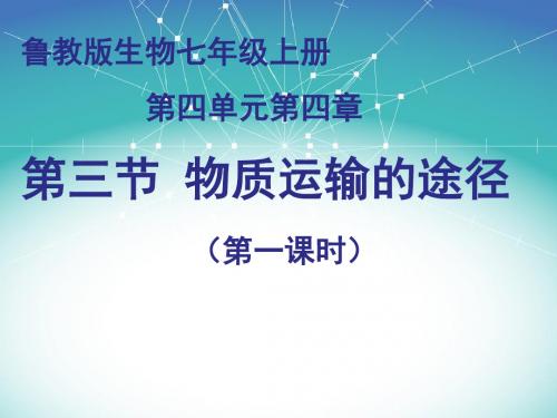 鲁教版生物七年级上册《物质运输的途径》课件