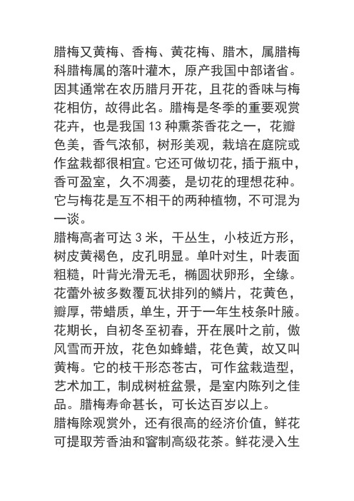 腊梅