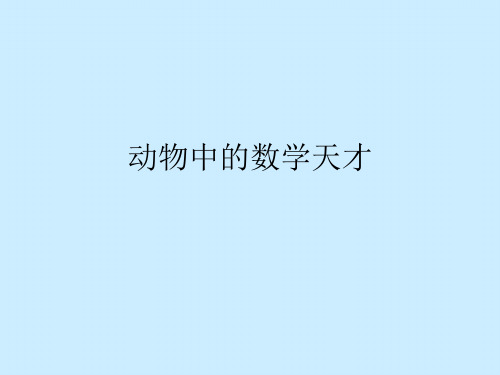 动物中的数学天才