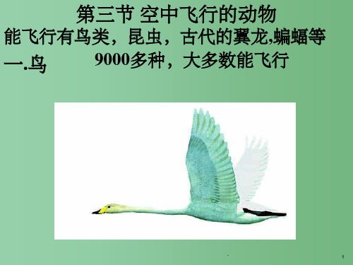 八年级生物上册 第五单元空中飞行的动物课件