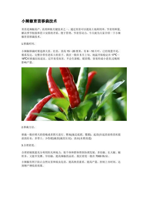 小辣椒育苗移栽技术