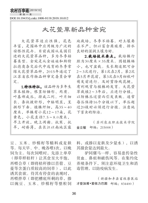 大花萱草新品种金宛