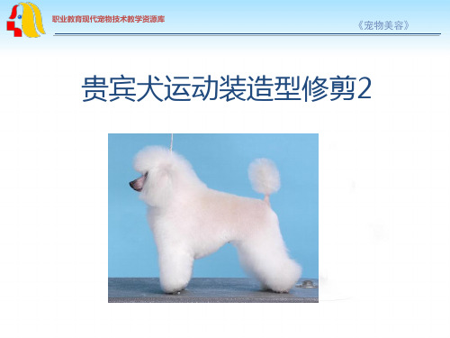 贵宾犬运动装造型修剪2讲解