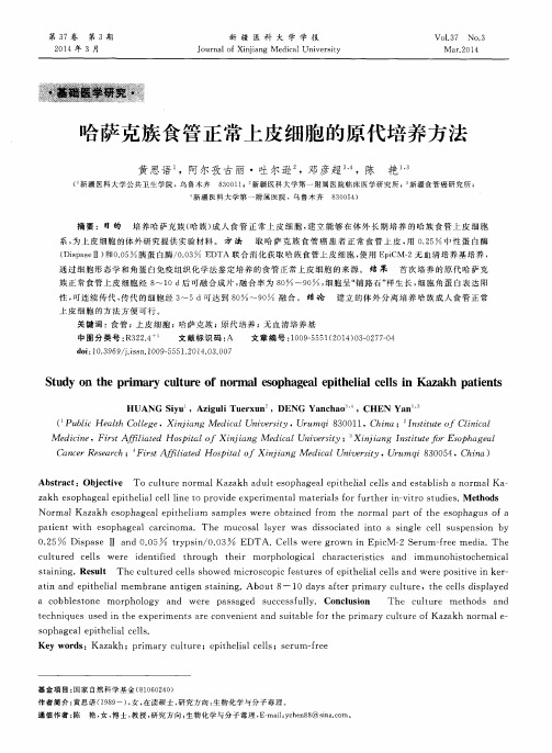 哈萨克族食管正常上皮细胞的原代培养方法