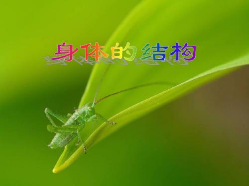 年四年级科学上册4.1身体的结构课件3教科版