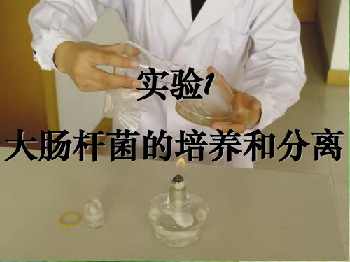 大肠杆菌的分离和培养ppt课件