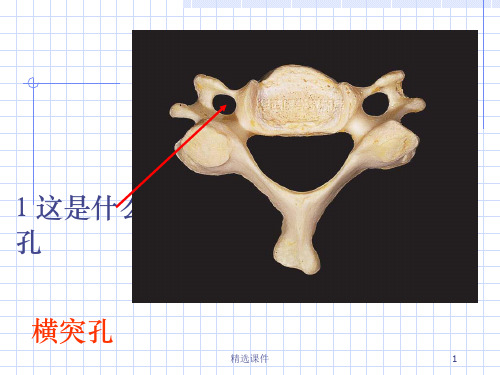 解剖标本考试ppt课件