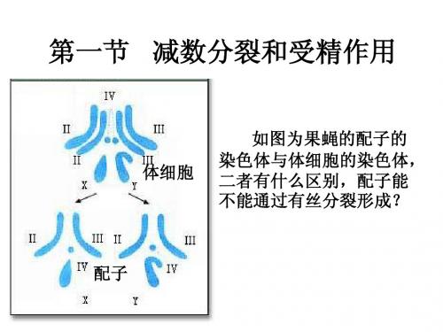 减数分裂