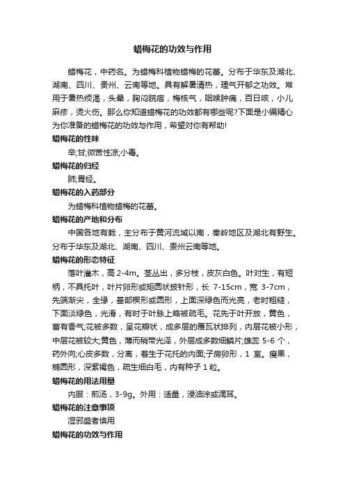 蜡梅花的功效与作用