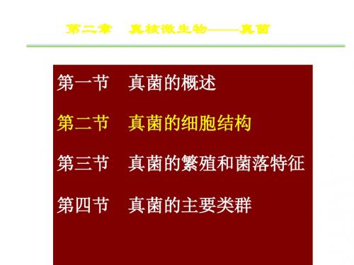 真菌的细胞结构