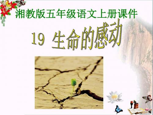 五年级语文上册第六单元生命的感动PPT课件1湘教版