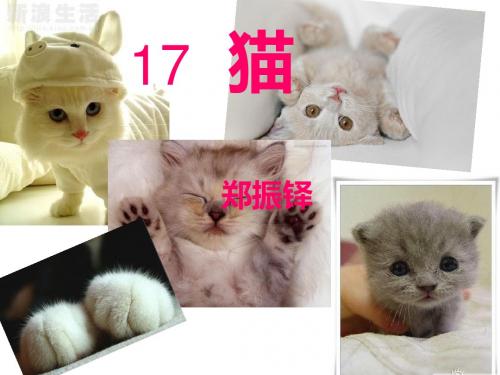 郑振铎《猫》课件