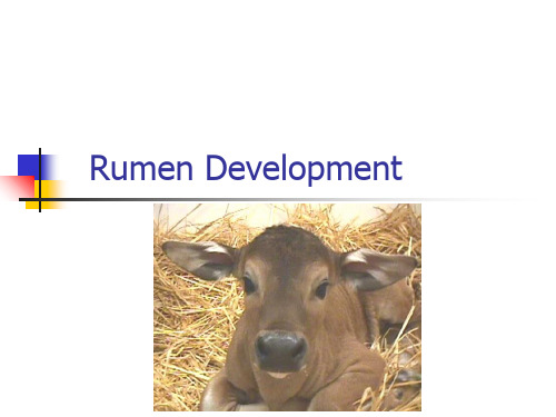 5 Rumen Development 大学动物营养学课件 英文版