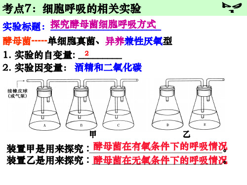 细胞呼吸实验PPT课件