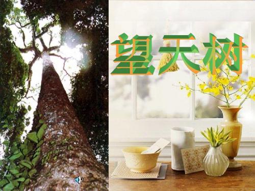 初中语文《望天树》(共51张)ppt11