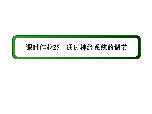 2021新高考生物一轮复习(山东专用)课件：课时作业第25讲 通过神经系统的调节