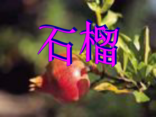 《石榴》2精品 课件 