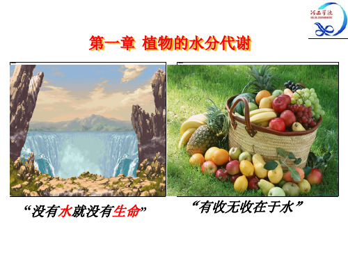 1第一章   植物的水分代谢