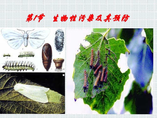 2012生物人教版选修2精品课件64.1《生物性污染及其预防》