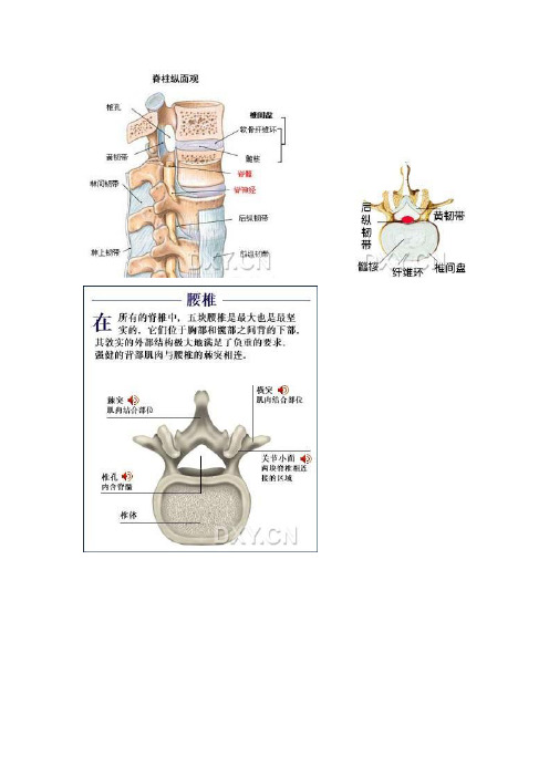 腰椎间盘解剖图