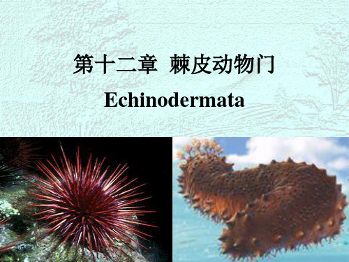棘皮动物门-讲课