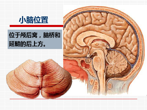 小脑、间脑、端脑