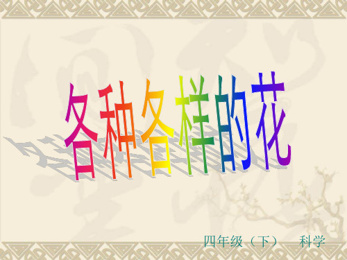 四级下册各种各样的花 教科版ppt精品课件