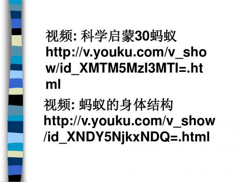 2-5 蚂蚁