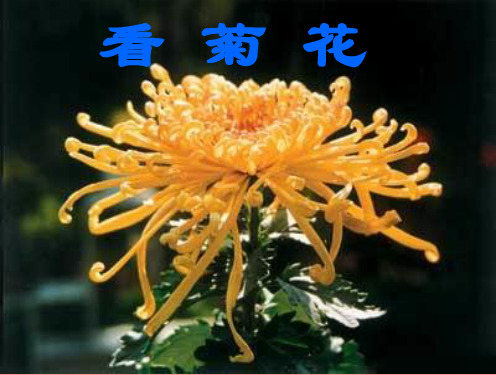 8看菊花(较好)