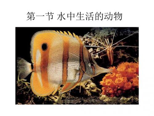 【生物课件】水中生活的动物