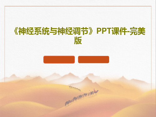 《神经系统与神经调节》PPT课件-完美版29页PPT