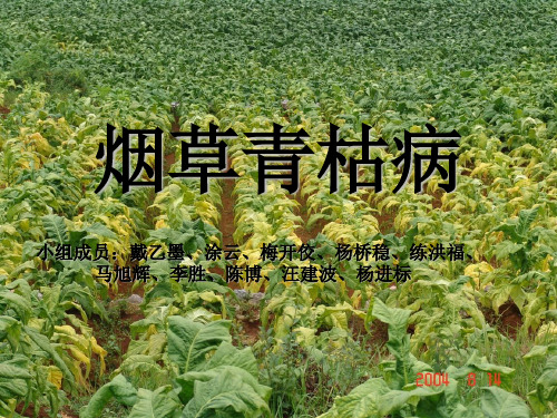 烟草青枯病