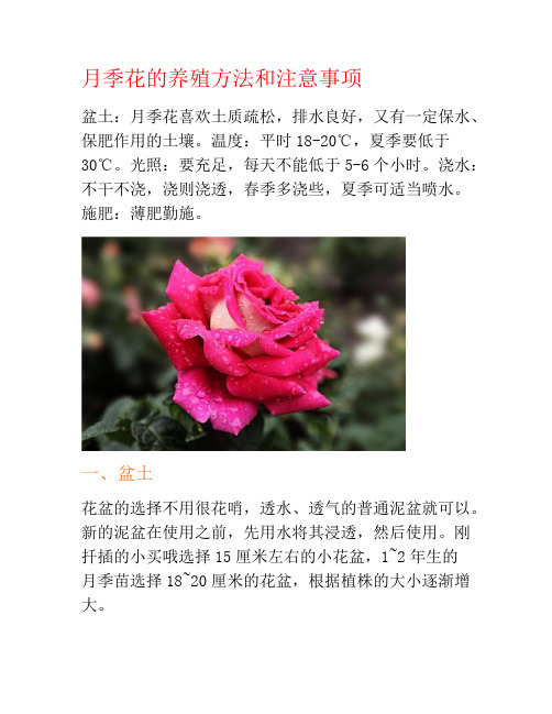 月季花的养殖方法和注意事项