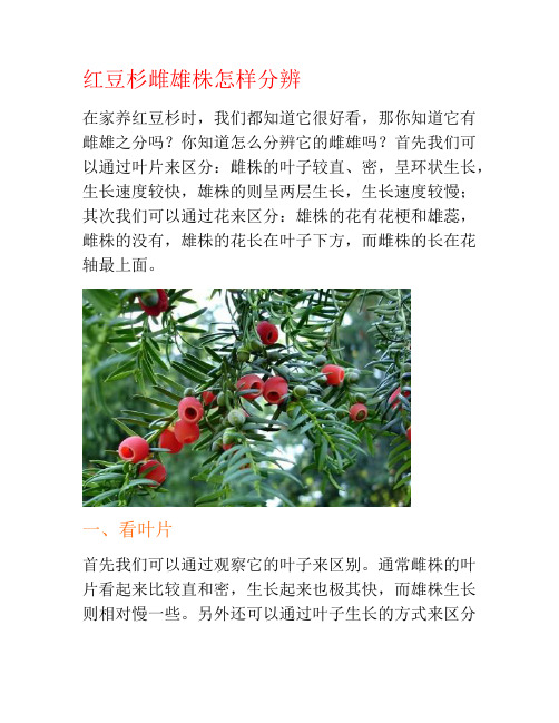 红豆杉雌雄株怎样分辨