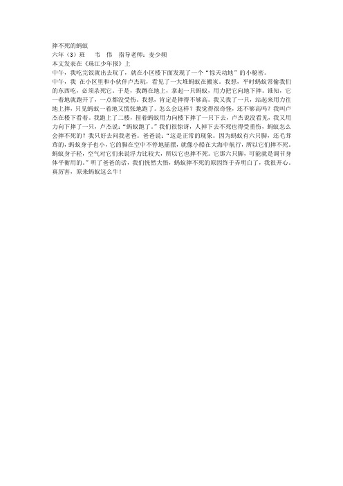 摔不死的蚂蚁